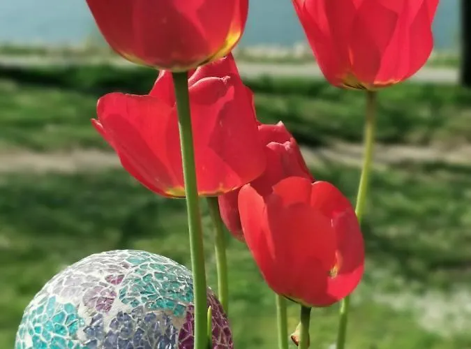 هاوس آم رهاين كولن كولونيا